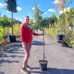 Gaštan jedlý (Castanea Sativa) ´MARAVAL´ - výška 120-150 cm, obvod kmeňa 4/6 cm, kont. C6L